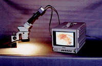 video.gif (18304 bytes)
